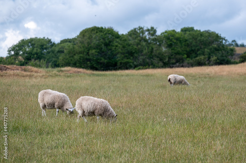 Grazing sheep