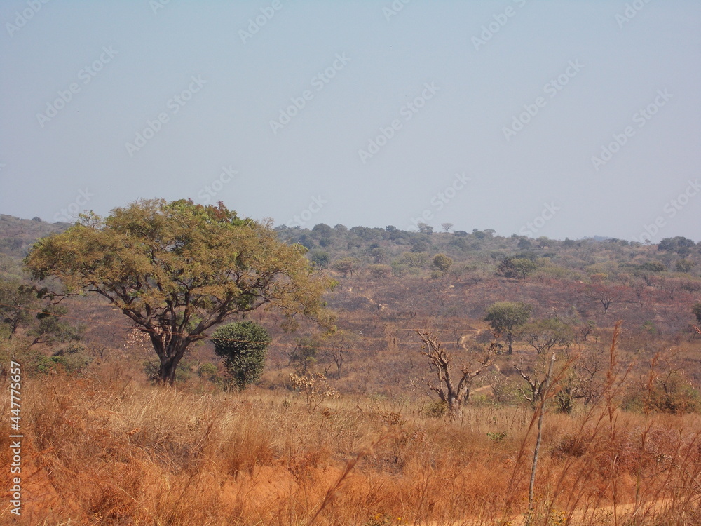 Beautiful Landscape of the African Savannah Beautiful Landscape of the African Savannah