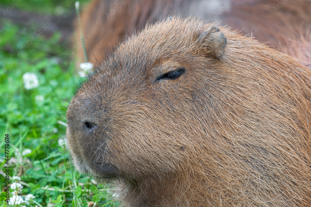 Capybara Laying in a Mud Bath Capybara Laying in a Mud Bath
