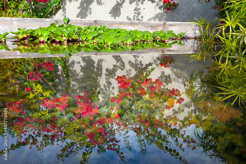 Rote Blumen die sich im Wasser spiegeln, klare Spiegelung