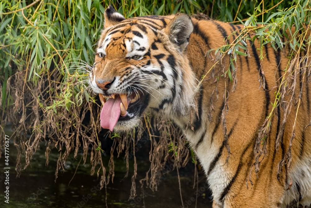 Siberian Tiger Showing its Teeth Stock Photo | Adobe Stock