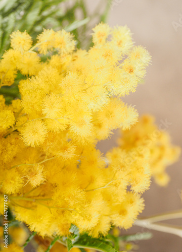 yellow mimosa (acacia) close-up, on a sunny day