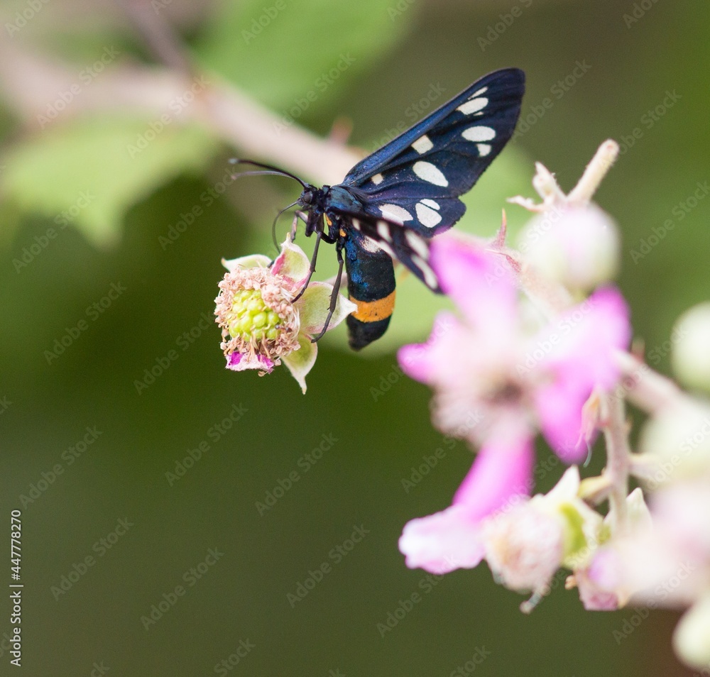 close up of nine-spotted moth or yellow belted burnet butterfly (amata phegea) on a blackberry (rubus) blossom seen at Mattinata, Gargano National Park, Apulia Italy; biodiversity save the ecosystem close up of nine-spotted moth or yellow belted burnet butterfly (amata phegea) on a blackberry (rubus) blossom seen at Mattinata, Gargano National Park, Apulia Italy; biodiversity save the ecosystem