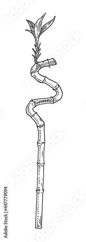 Lucky bamboo trees with leaf. Vintage hatching monochrome black illustration. Isolated on white