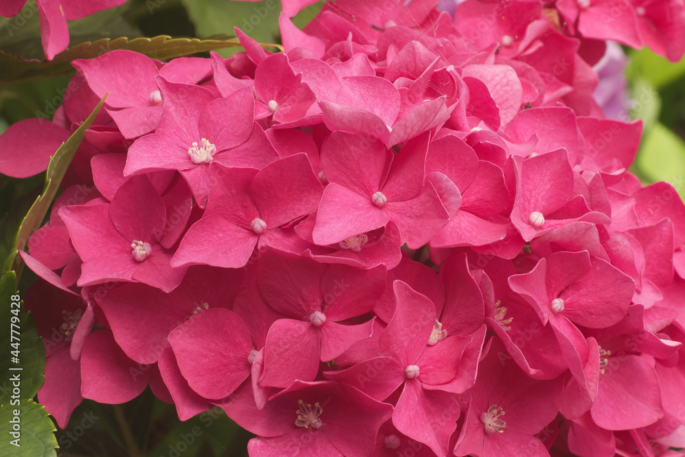 Closeup of hydrangea shrub with red blossoms in the garden. Hydrangea is known also as hortensia.