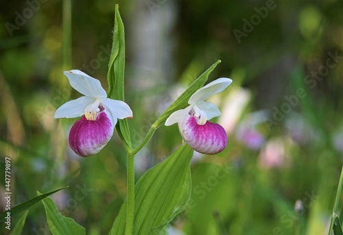 Pink Lady Slippers along a highway in Minnesota. photo