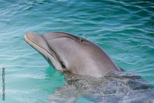 Bottlenose Dolphin 