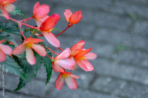 Selective focus of orange pink flower Begonia boliviensis with green leaves in the dargen, Begonia boliviensis is a plant in the begonia family Begoniaceae, Nature floral background.