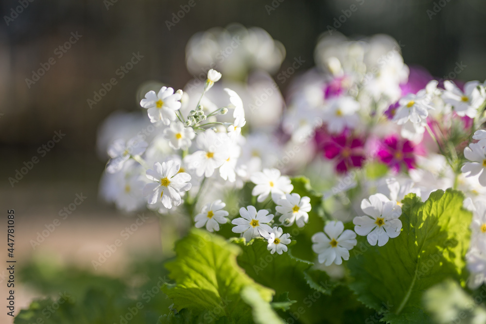 Flowers Flowers