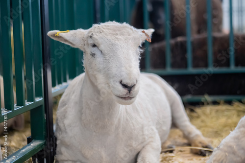 Portrait of cute sleepy sheep resting at agricultural animal exhibition, small cattle trade show. Farming, agriculture industry, livestock and animal husbandry concept