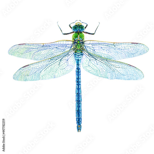 Dragonfly hand drawn watercolor style botanical illustration. For design, prints, postcard, fabric.