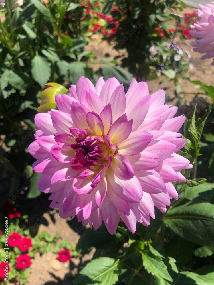 Fototapeta premium pink flower