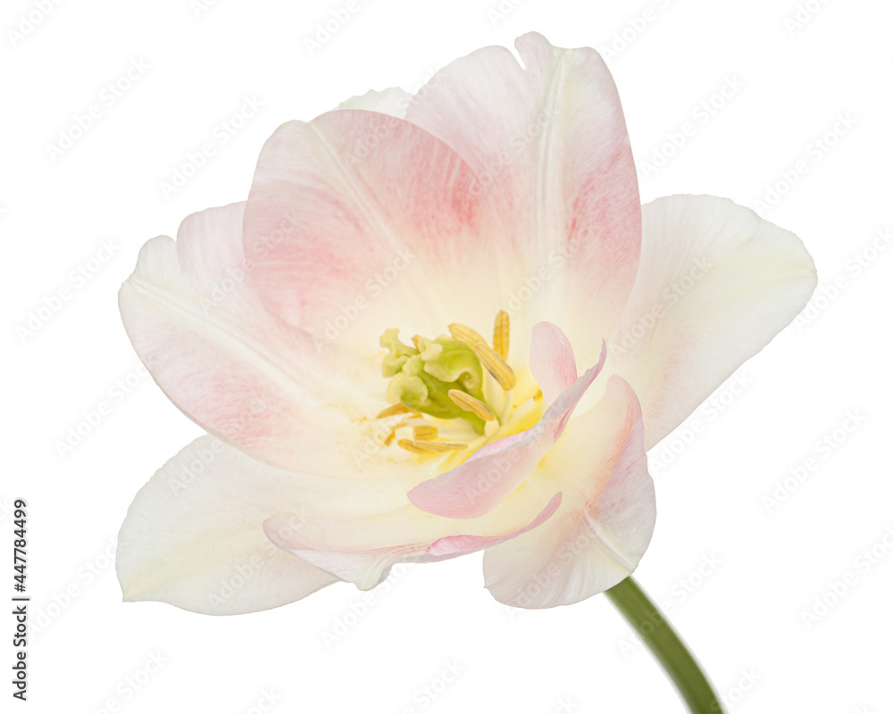 Pink flowers of Angelique tulip, isolated on white background