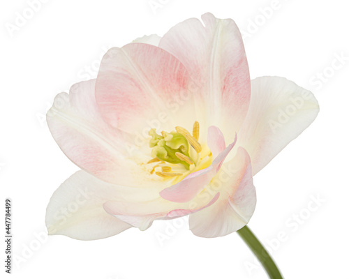 Pink flowers of Angelique tulip  isolated on white background