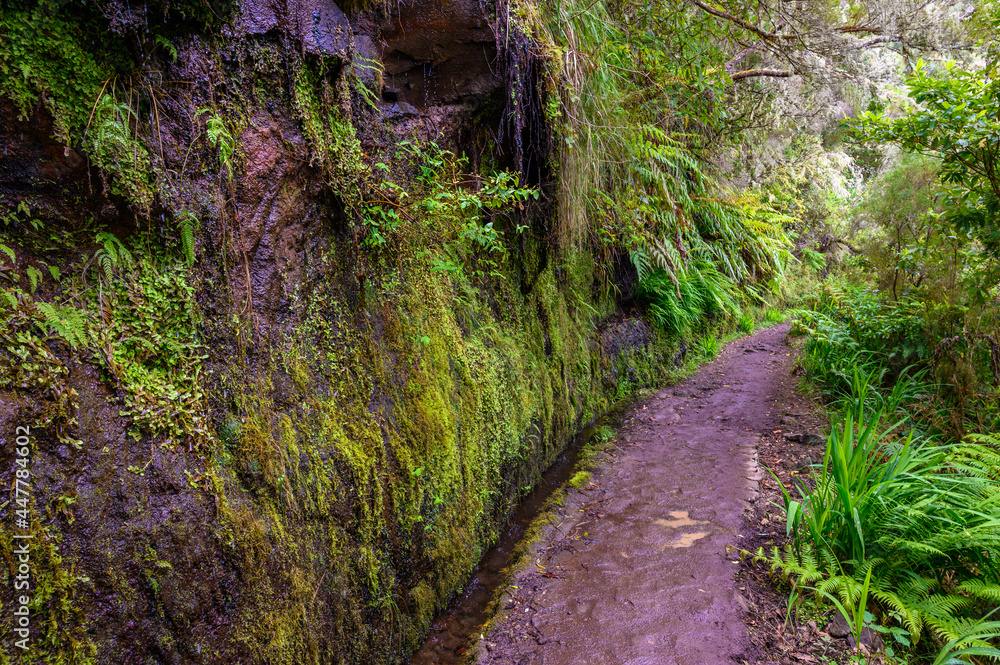 Levada do Caldeirão - hiking path in the forest in Levada do Caldeirao Verde Trail - tropical scenery on Madeira island, Portugal. Levada do Caldeirão - hiking path in the forest in Levada do Caldeirao Verde Trail - tropical scenery on Madeira island, Portugal.