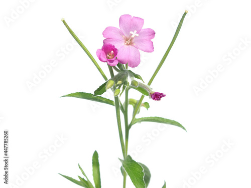 Pink flower of hoary or smallflower hairy willowher plant isolated on white, Epilobium parviflorum photo