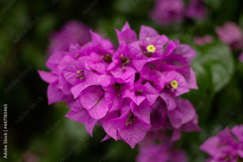 purple purple