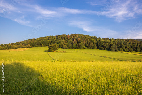 Green meadow in the rays of setting sun at the foot of a wooded hill