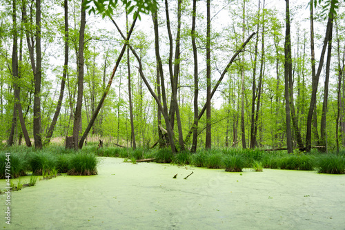 Swamps - Dolina Baryczy photo