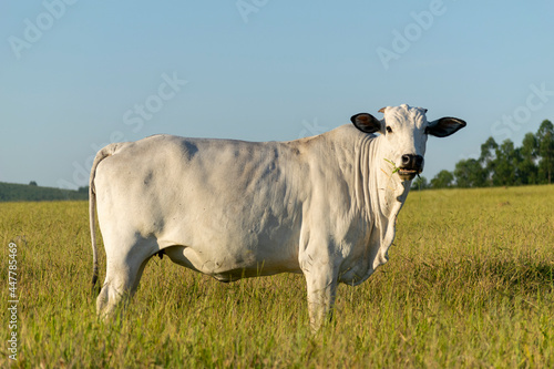 nelore cattle isolated in the sun photo