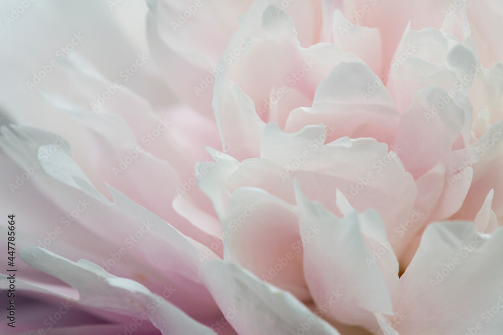 Peony flower at The Fells in Newbury, New Hampshire. Peony flower at The Fells in Newbury, New Hampshire.