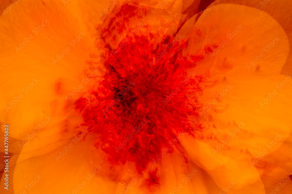 Abstract flower petals at The Fells in Newbury, New Hampshire. Abstract flower petals at The Fells in Newbury, New Hampshire.