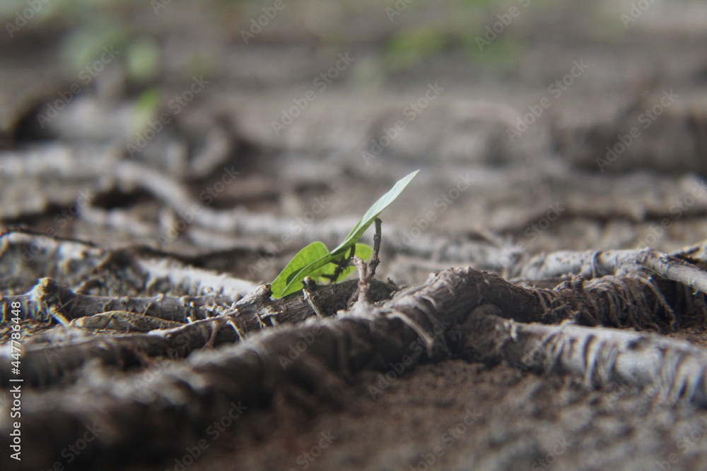 Leaf on root