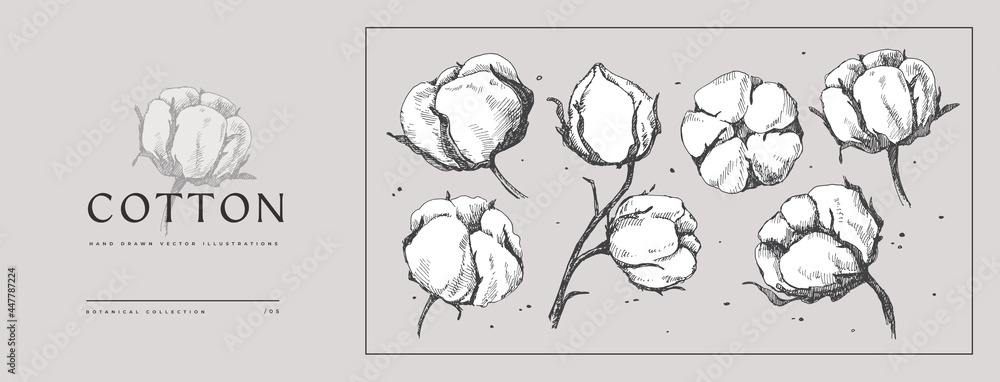 Set of hand-drawn cotton flowers. Flower buds vector illustration. Botanical illustration for floral background. Design element for postcard, poster, cover, invitation. - obrazy, fototapety, plakaty 