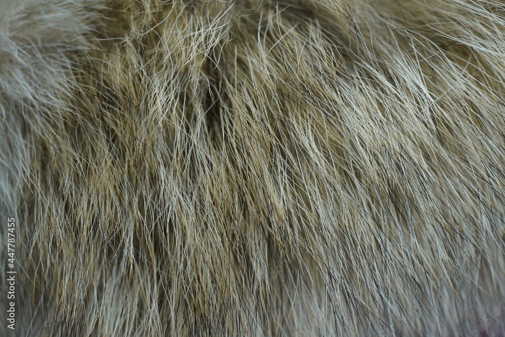 close up of a fur texture close up of a fur texture