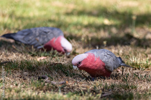 Galahs (Eolophus roseicapilla) grazing on a lawn