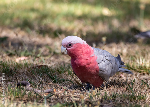 Galah (Eolophus roseicapilla) grazing on a lawn