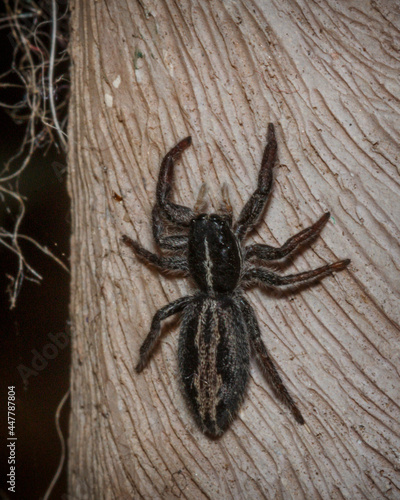Close up of a black spider