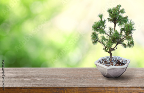 Beautiful bonsai tree in pot on wooden table outdoors. Space for text