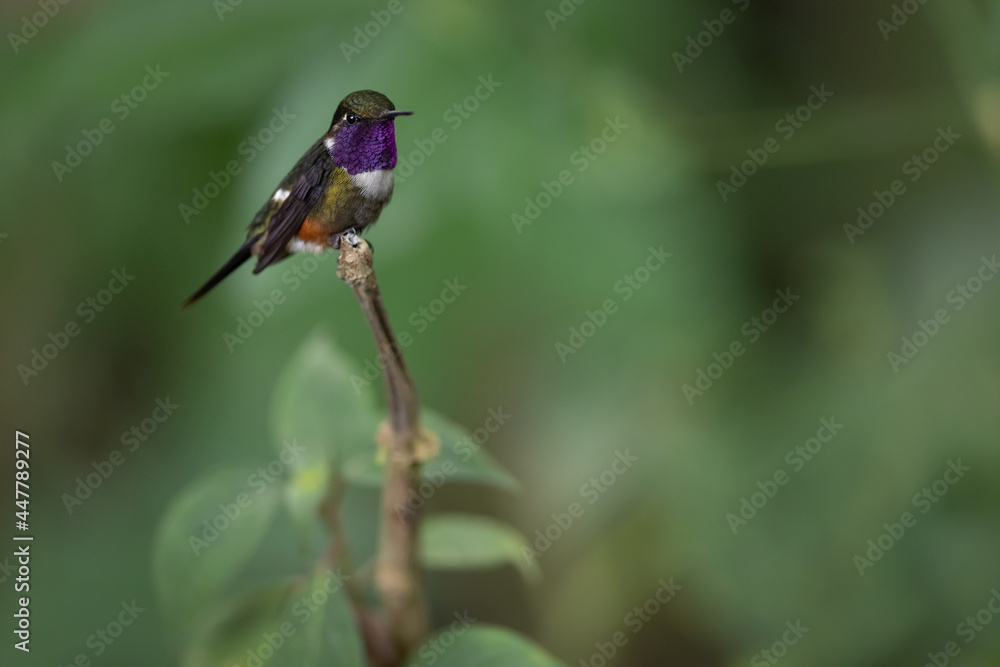Purpurkehl-Sternkolibri (Purple-throated woodstar) Pichincha, Ecuador Purpurkehl-Sternkolibri (Purple-throated woodstar) Pichincha, Ecuador