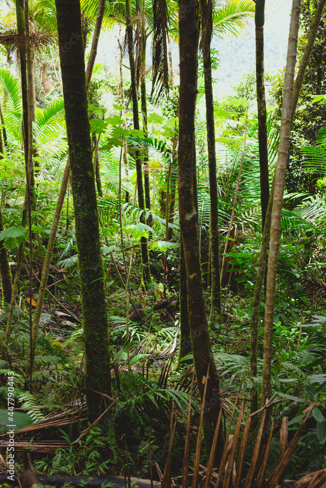 Fototapeta premium trees in rainforest