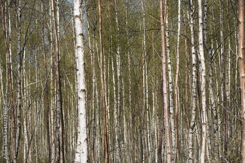 A birch forest in the complete picture.