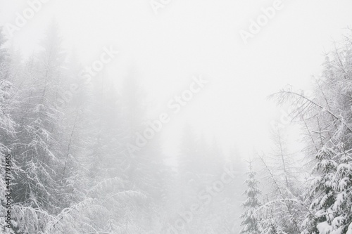 snowstorm © Алексей Чежегов