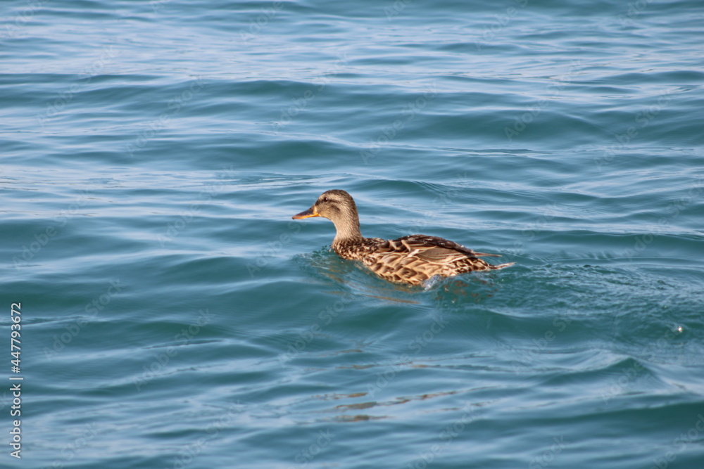 duck in the water