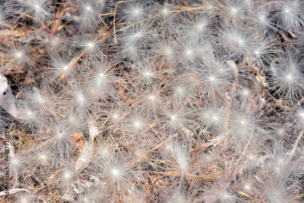 Obraz premium Suelta de semillas aéreas de plantas en verano