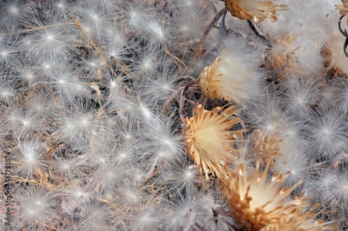 Suelta de semillas aéreas de plantas en verano photo