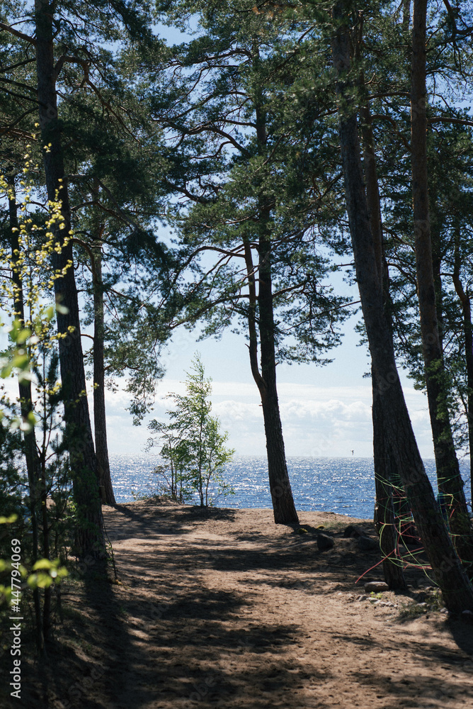 Obraz premium trees in the forest