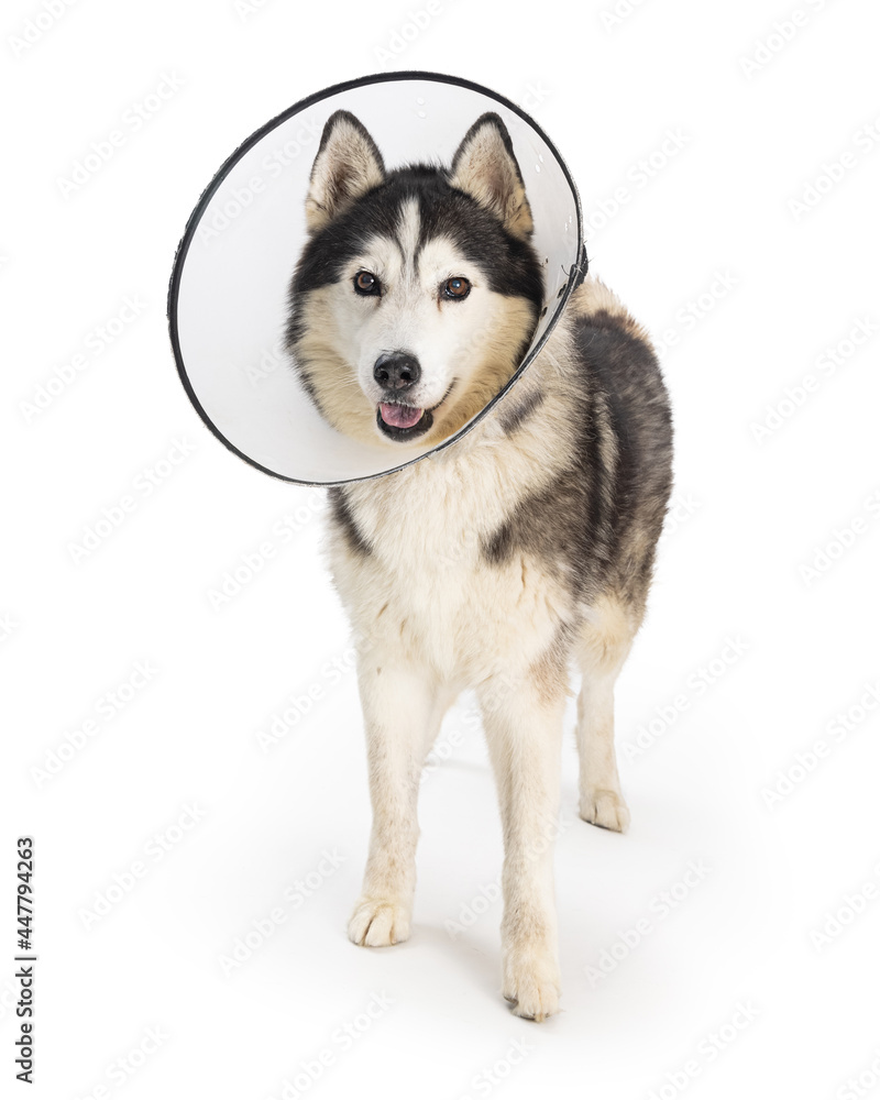 Husky Dog Wearing Protective Medical Cone