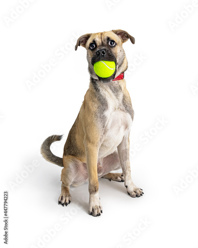 Funny Playful Small Dog Carrying Tennis Ball