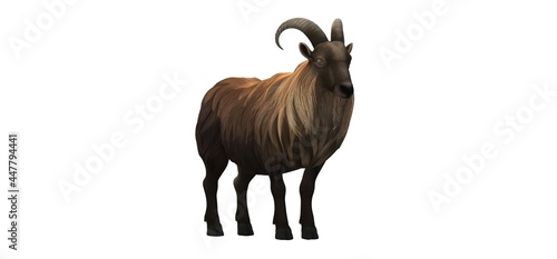3d himalayan mountain goat on a white background