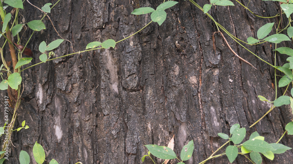 Tree bark texture, describes the age and condition of the surrounding soil. Images are suitable for use as wallpaper or graphic resources Tree bark texture, describes the age and condition of the surrounding soil. Images are suitable for use as wallpaper or graphic resources