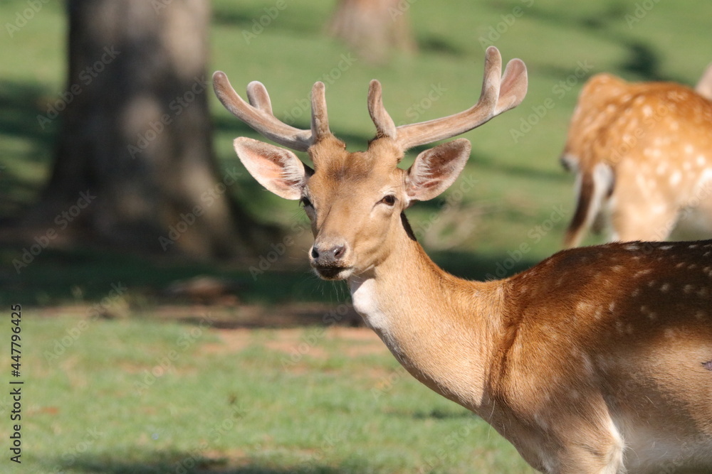 Fallow Deer