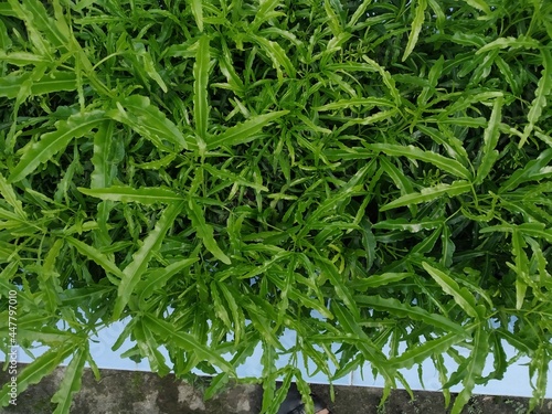 Green leaves of flower isolated. 
