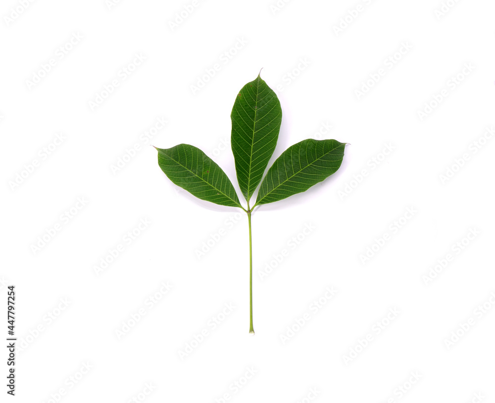 Obraz premium Rubber tree leaf isolated on white background. Para rubber tree (Hevea brasiliensis), also known as sharinga tree, seringueira,rubber tree or rubber plant