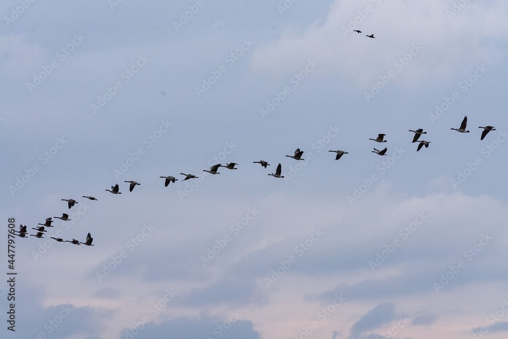 Birds in flight, geese flying in formation