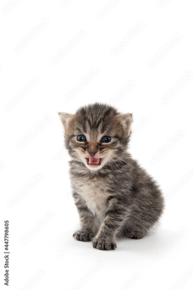 Obraz premium Cute tabby kitten on white